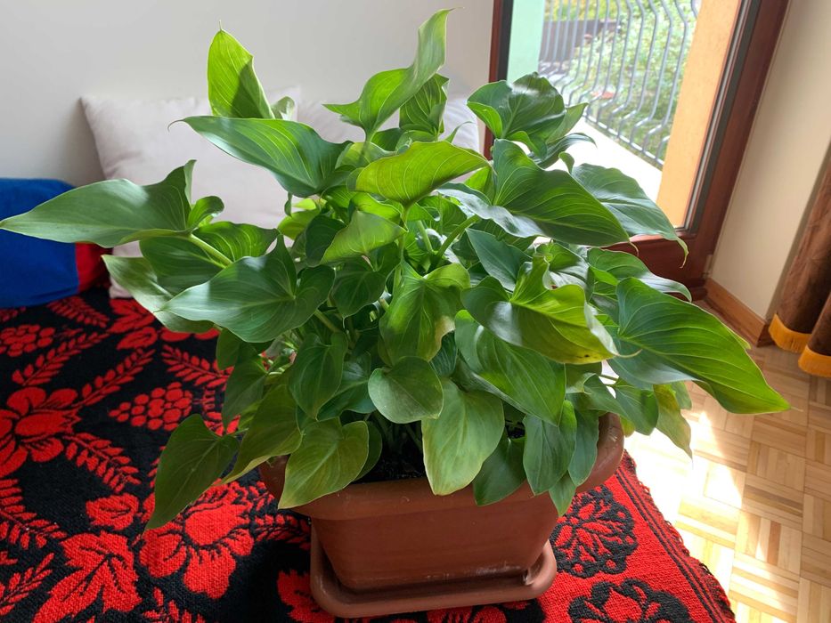 Pachnąca kalia czyli kalla bielikrasa cantedeskia biała etiopska