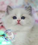 Piękny kocurek Ragdoll blue bicolor, rodowód FPL