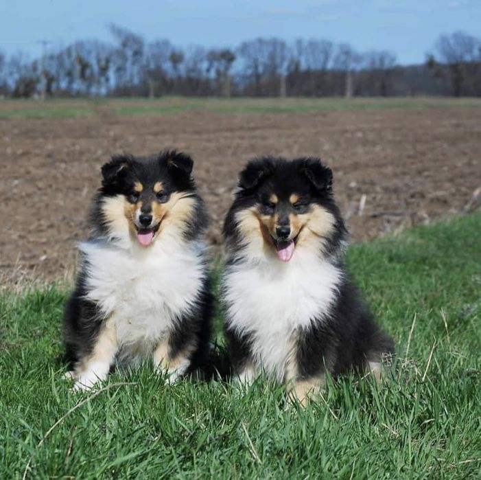 Щенки колли