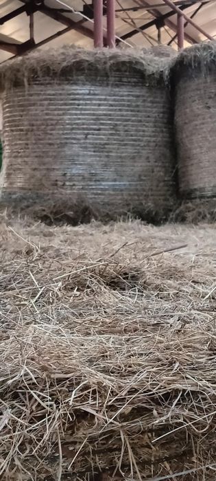 Siano  bale dla koni