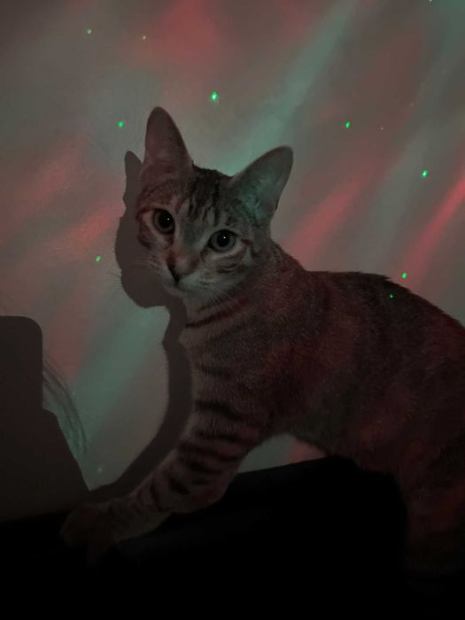 Bebés com cerca de 6/7 meses para adoção responsável