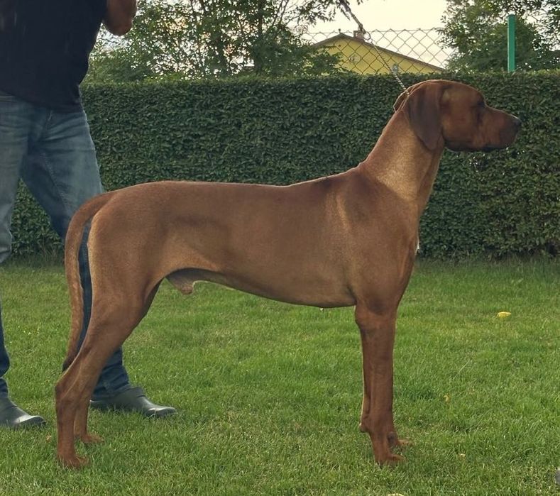 Rhodesian Ridgeback Likwidacja Hodowli Młodzieżowy Champion Polski FCI