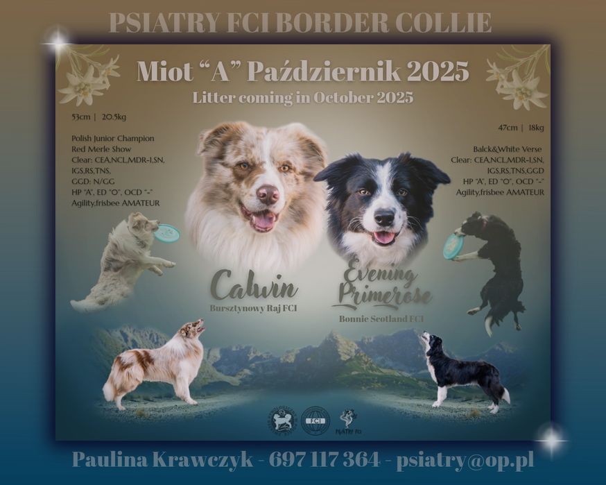 Psiatry FCI Border Collie samiec czarno biały