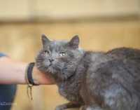 Пепельный котик балу, 3 года, красивый ласковый кот, котенок