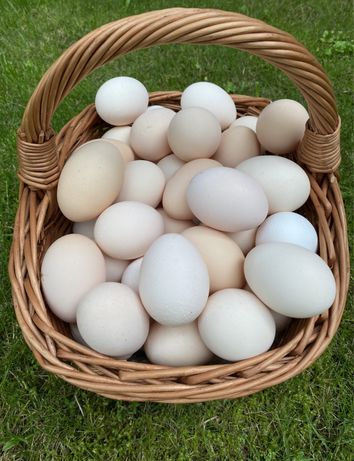 Wiejskie jaja z Gołaczew