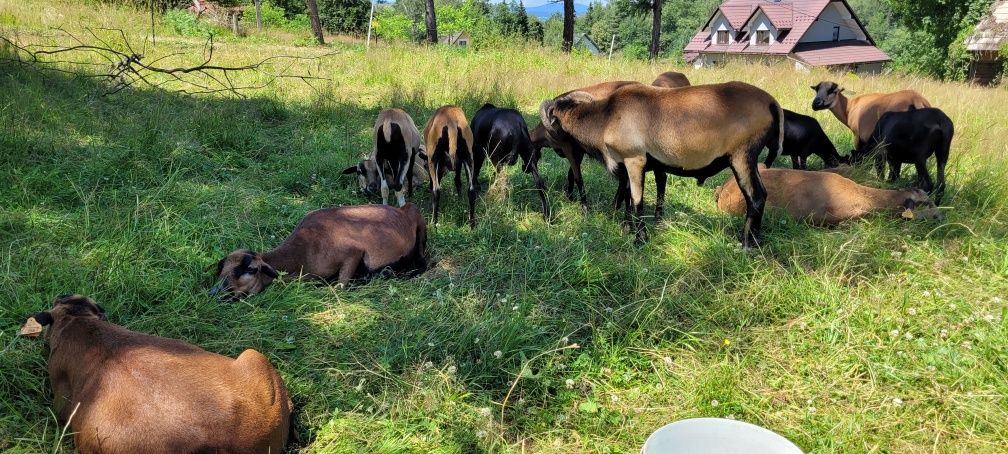 Owce kameruńskie i tryki