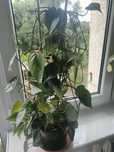 Kwiat Philodendron pnący