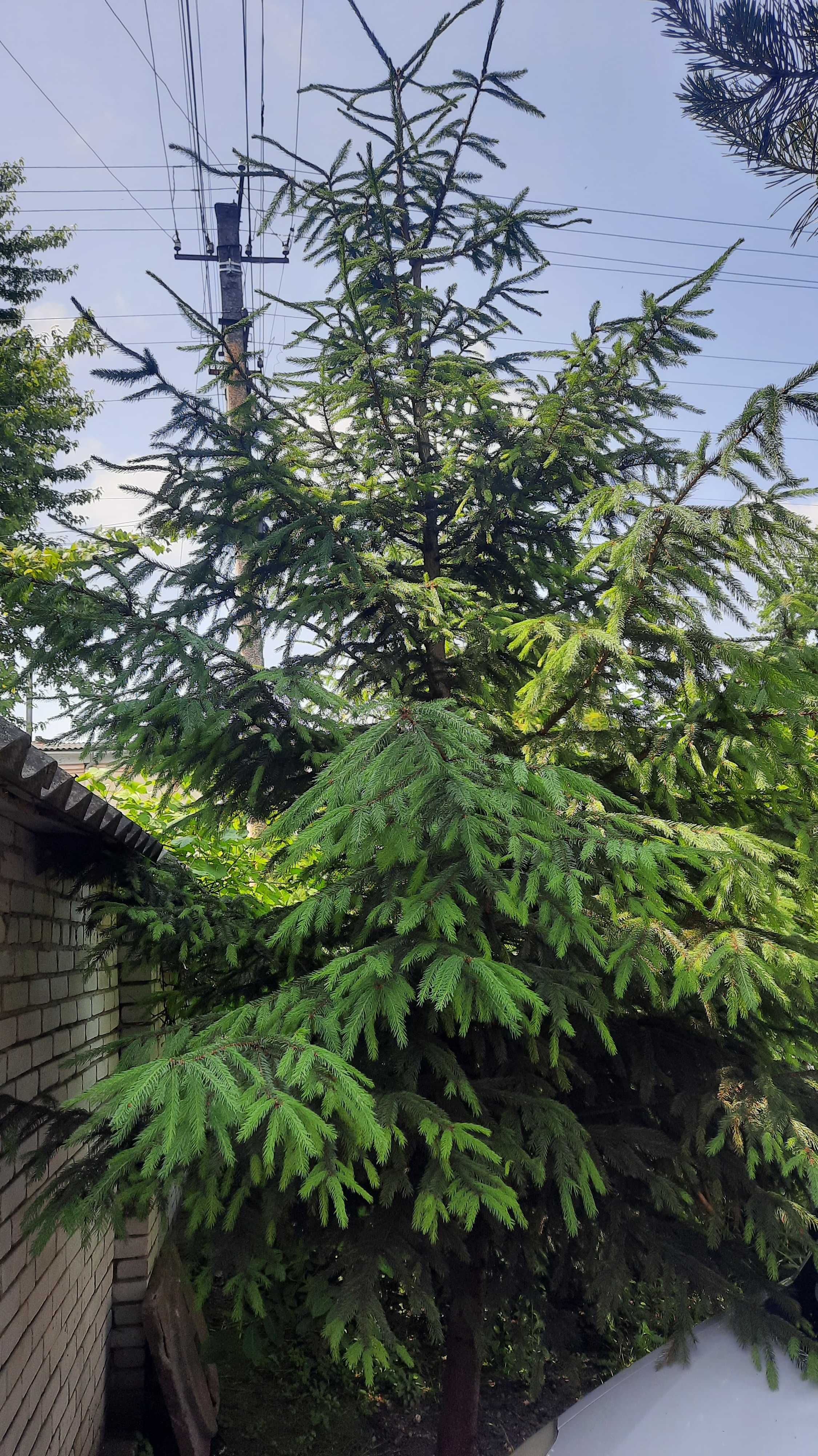 Дерево Ялинка йолка висока ялиця 350см 8років самовивіз хвойні