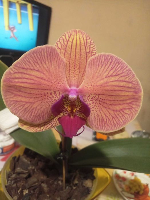 орхидея Голден леопард.  Одесса