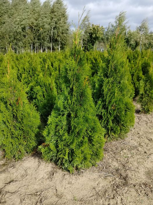 Thuja, tuja szmaragd 130cm