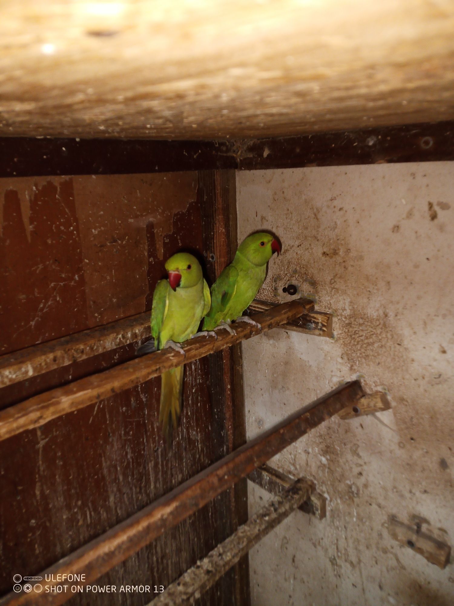 Ожерелові молоді папуги
