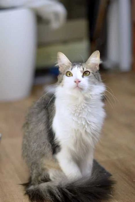 віддам стерільну молоду кішку