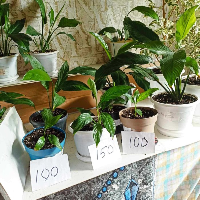 Спатифиллум. Крупные сорта.