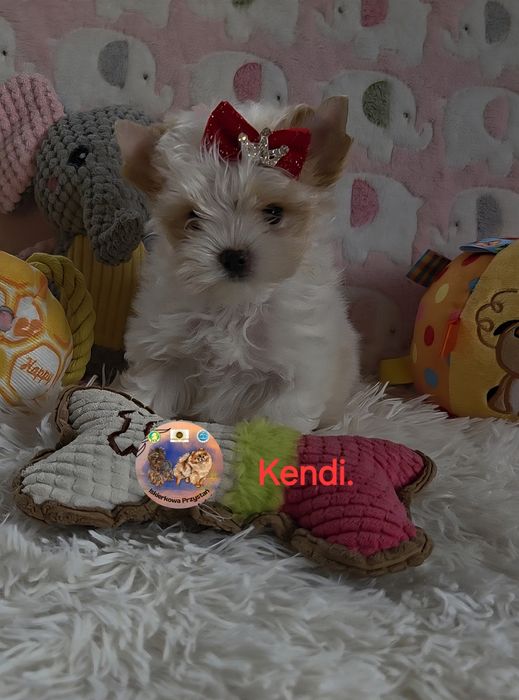 Maleńka suczka Yorkshire Terrier Golddust.