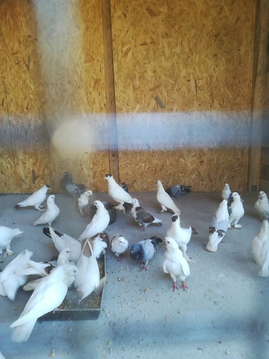 Gołębie kolorowe różne