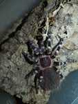 Acanthoscurria geniculata