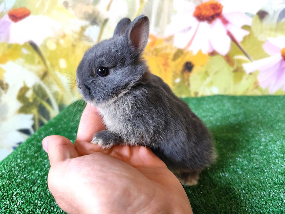 Karzełek Niderlandzki niebieski miniaturka Mini Lop baranek rex blue