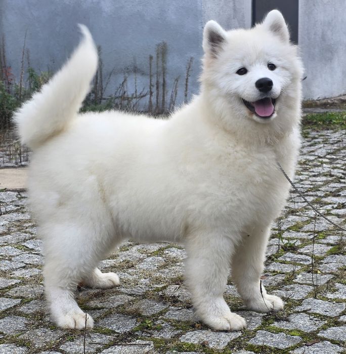Samoyed suczka rodowod ZKwP