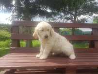 Golden retriever
