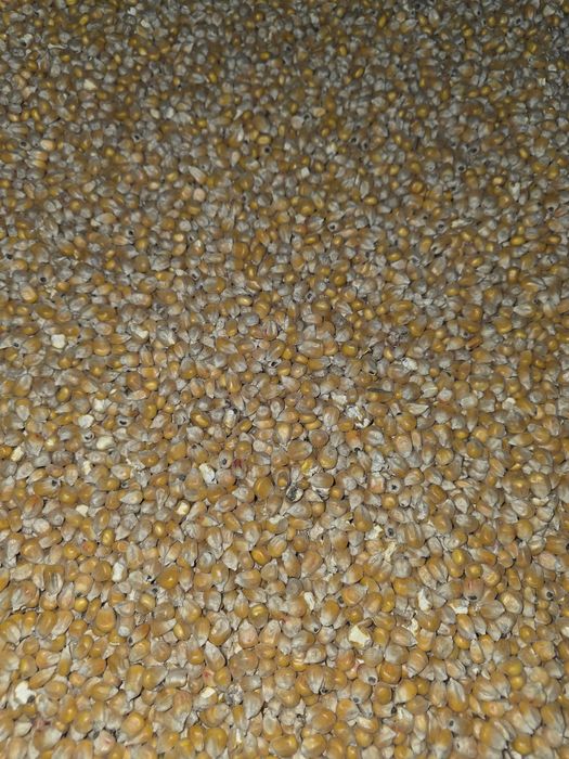 Kukurydza sucha workowana