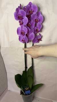Розпродаж орхідей