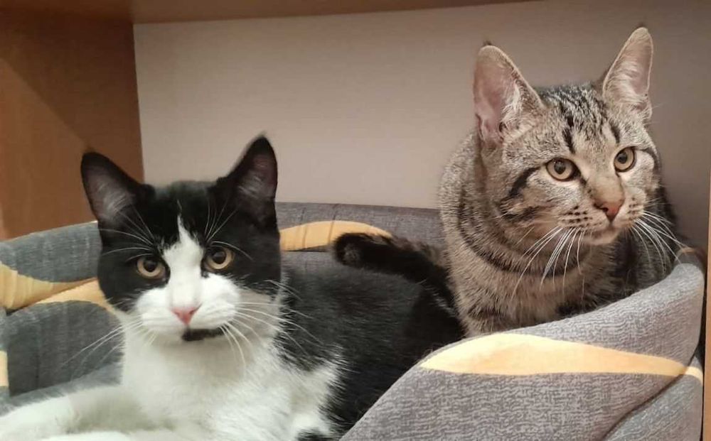 віддам кота кошеня хлопці 10міс щеплені