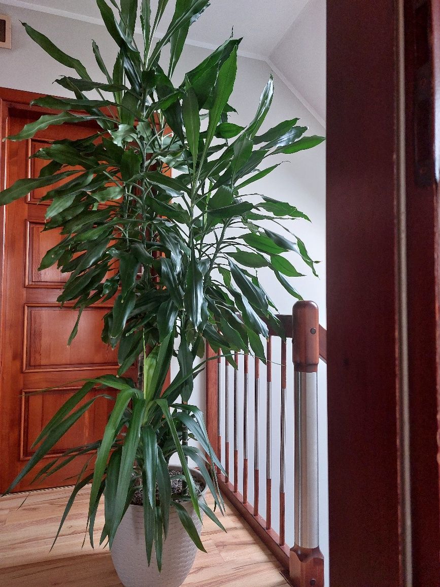 Dracena mix trio