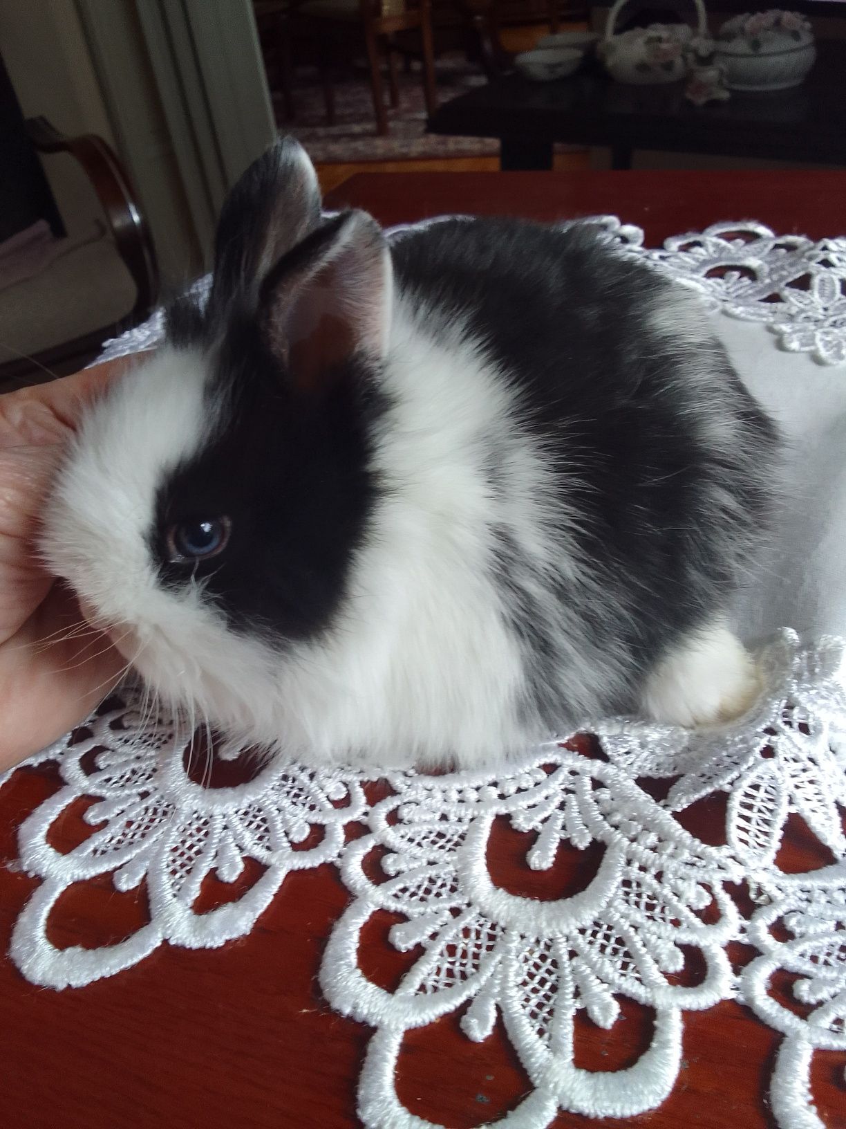 Królik miniaturka Teddy