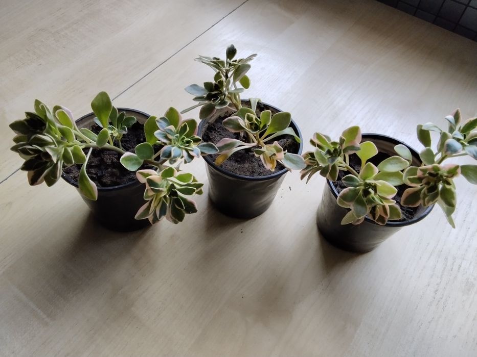 Суккуленты. Продаю свои излишки