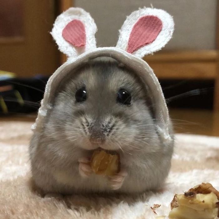 Хомячки Джунгарские мини хомячки