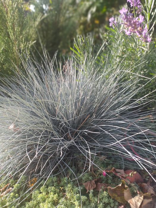 Овсяниця сиза декоративна