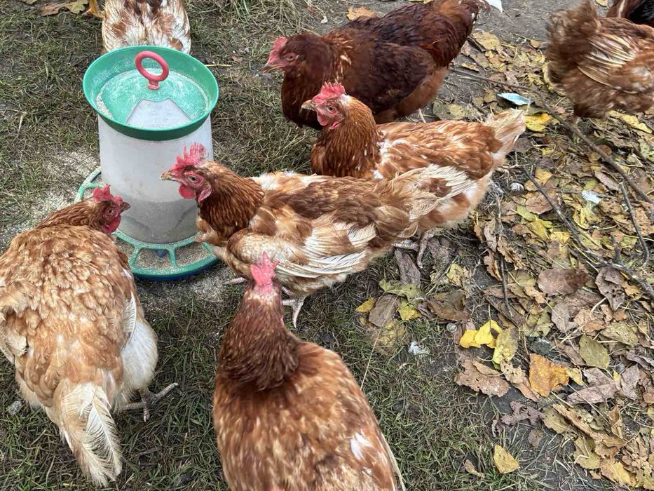 Курка- несушка Ломан Браун доросла