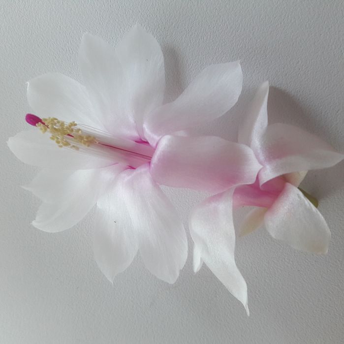 Шлюмбергери або різдвяник