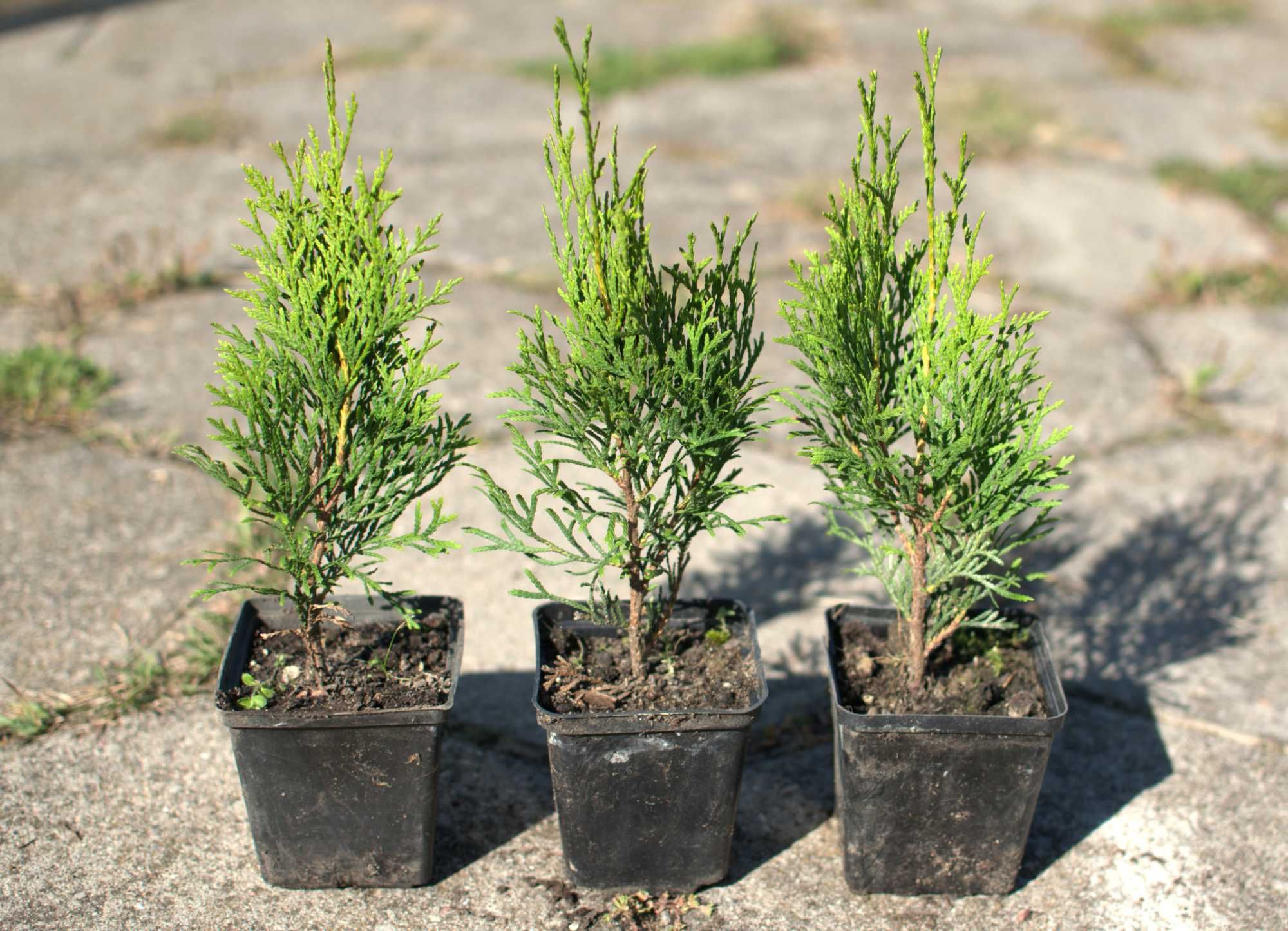 Thuja tuja szmaragd smaragd 20  25 cm p9