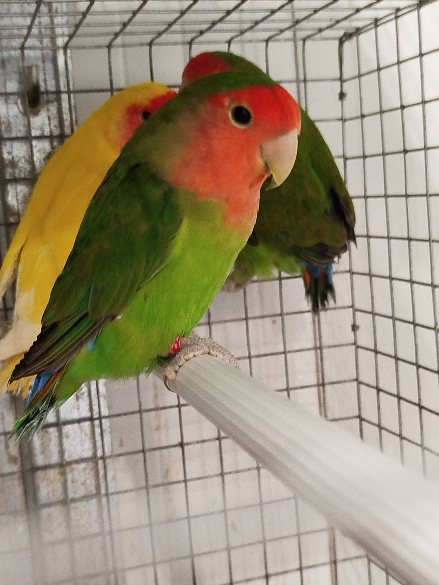 Vendo agapornis roseicollis