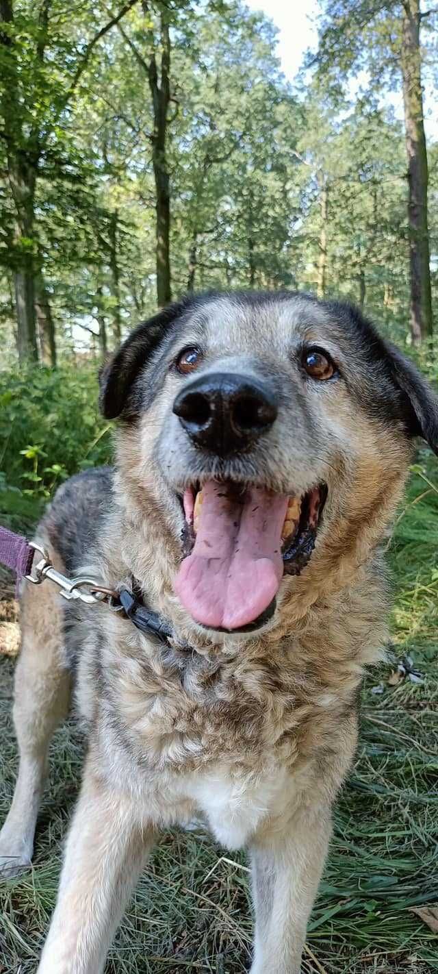 Axel - psi dziadzio, chętnie zazna ciepła w domku - adopcja.