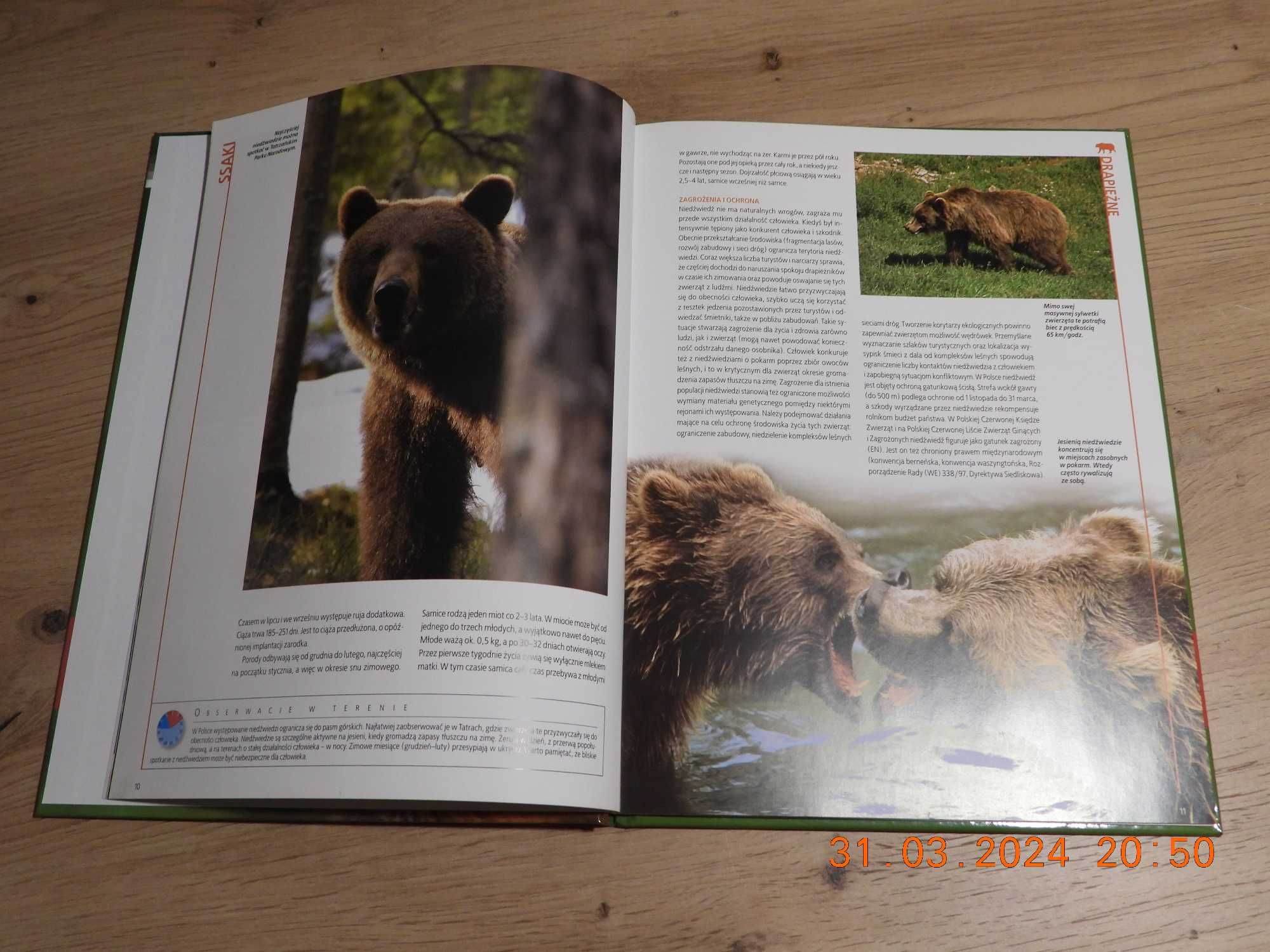 Encyklopedia Przyrody - Tom 6 Zwierzęta - Ssaki Drapieżne