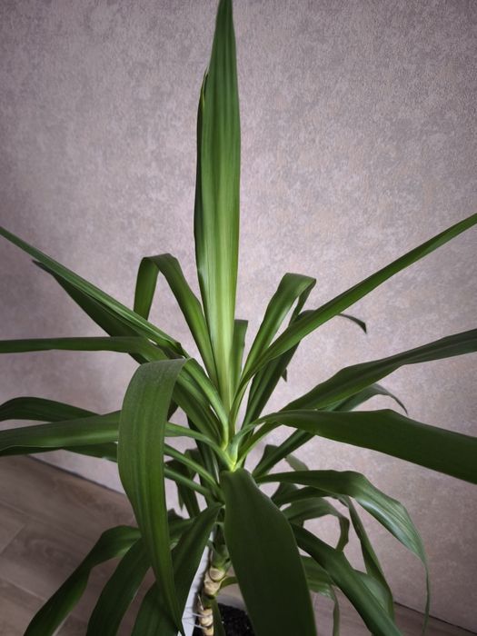 Пальма юкка вазон в горшку