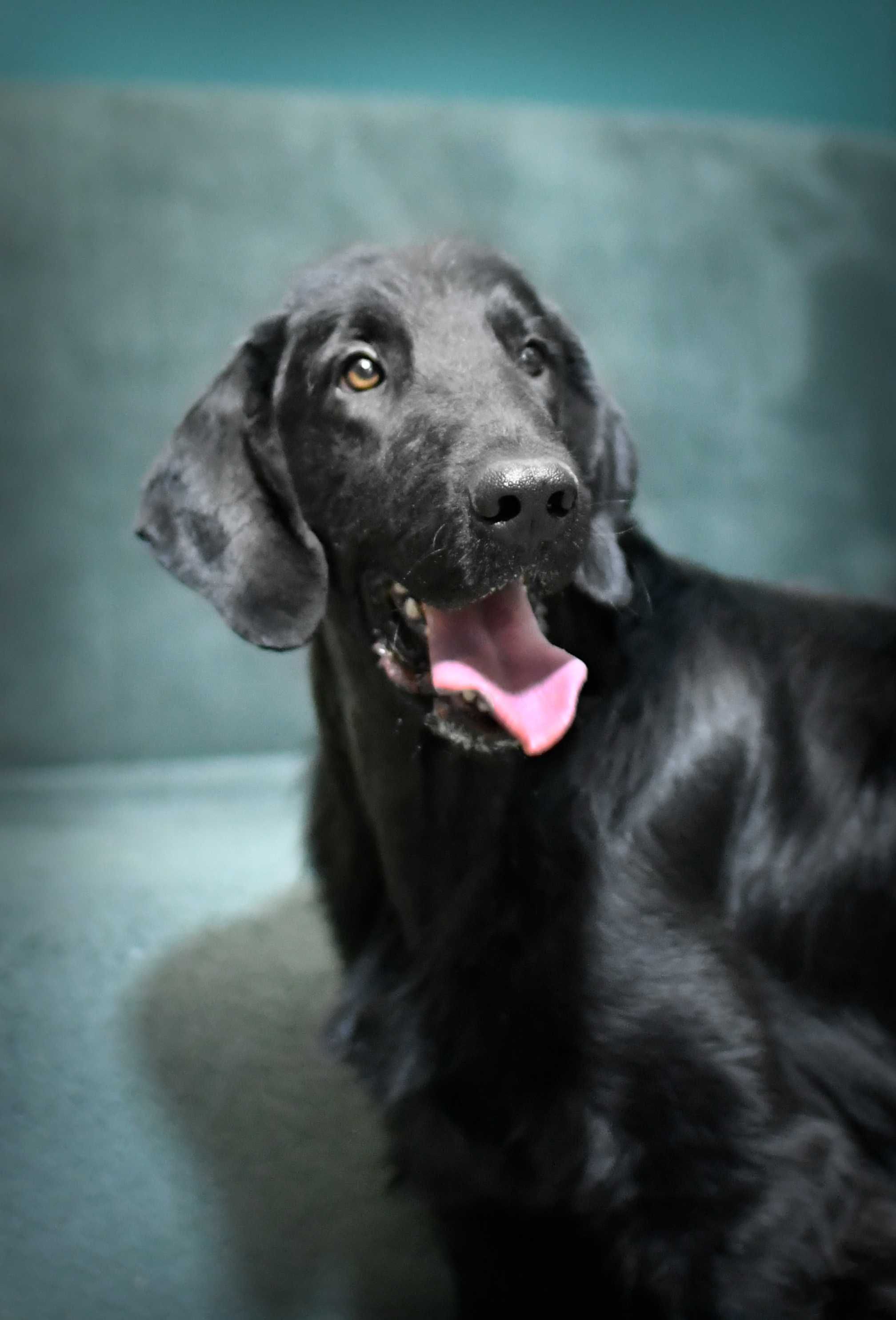 Flat-Coated Retriever czarny piesek-adopcja