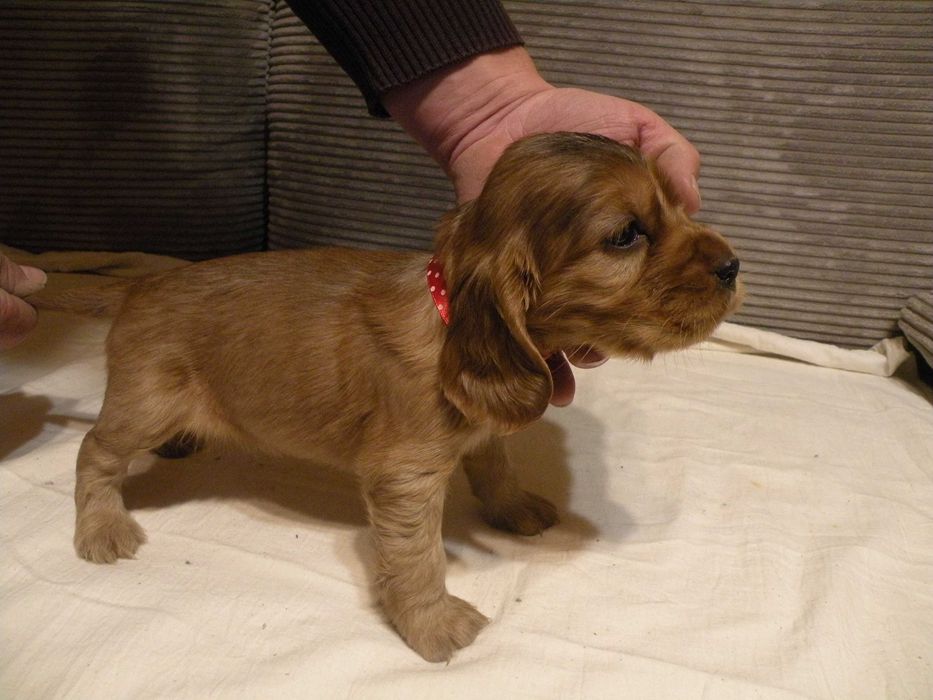 Cocker spaniel angielski suczka