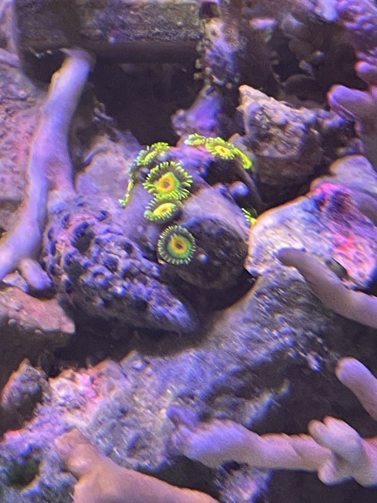 Zoanthusy zoa koralowiec morskie