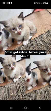 Gatinho bebe para doar