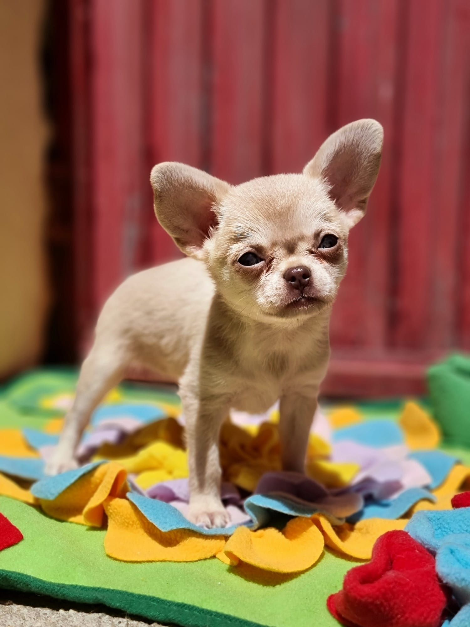 Fantástica! Chihuahua Fêmea Miniatura Pêlo Curto