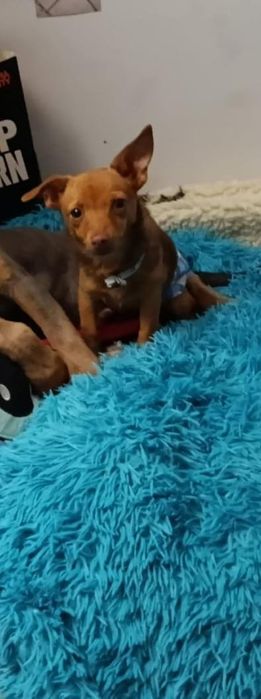 Szczeniak chihuahua z rodowodem młody śliczny pies piesek