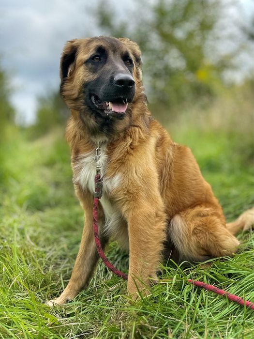 Leon - mieszaniec leonbergera