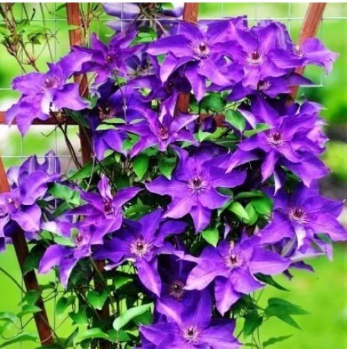 Клематис Президент дорослий кущ