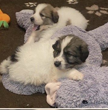 Pirenejski Pies Górski szczeniak   HERD KEEPERS FCI  - szczenię  FCI