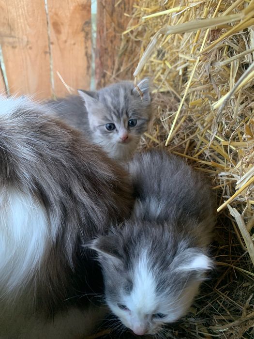 Безкоштовно віддам пухнастих кошенят у добрі руки