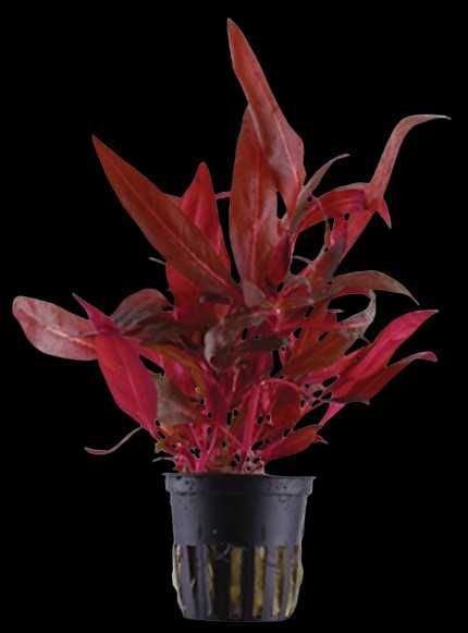 Alternanthera Reineckii - 'Roseafolia' ou 'Pink'