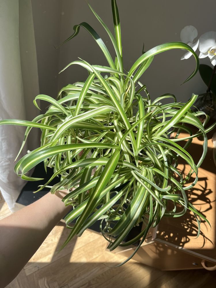 Chlorophytum Bonnie